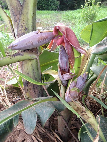 Kỳ lạ cây chuối trổ ba buồng ảnh 2