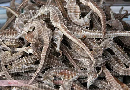 Cá ngựa Chu Việt: Cảm nhận hạnh phúc trọn vẹn ảnh 1