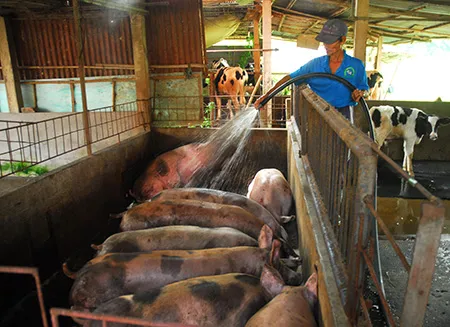 Đưa tiến bộ công nghệ vào nông nghiệp để “đọ sức” TPP ảnh 1