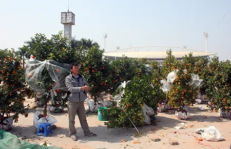 Đào tết cả triệu bị quăng vào thùng rác ảnh 5