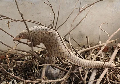 Tranh cãi về việc cho nuôi tê tê ở Tây Ninh ảnh 2