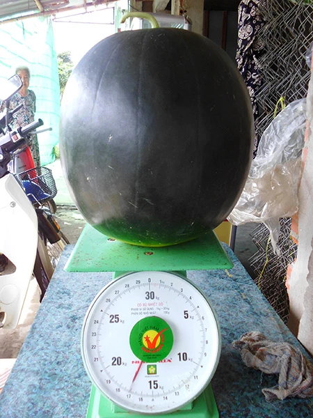 Xem dưa hấu 'khủng' cân nặng 17 kg ảnh 1