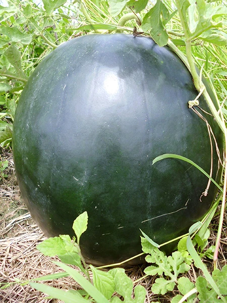 Xem dưa hấu 'khủng' cân nặng 17 kg ảnh 2