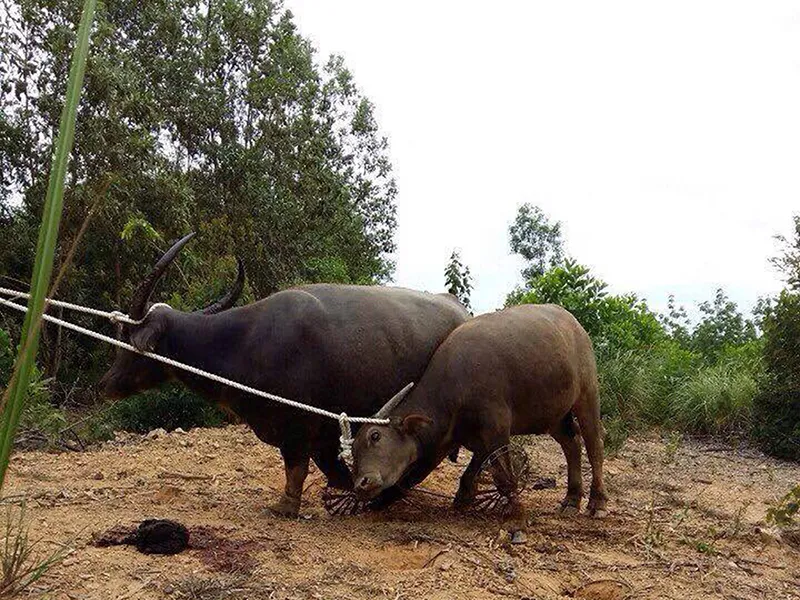 Bắt được 8 con ‘trâu điên’, dân vẫn sợ vì còn 2 con ảnh 1 Bắt được 8 con ‘trâu điên’, dân vẫn sợ vì còn 2 con ảnh 1