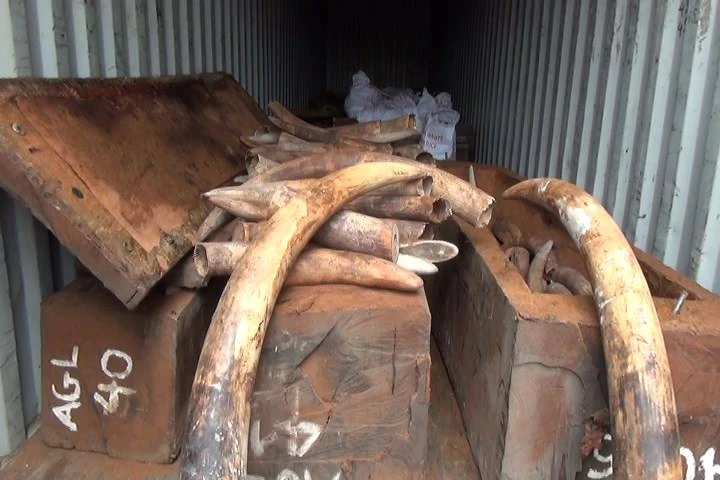 Bắt giữ 2 tấn ngà voi nhập lậu trị giá hàng trăm tỉ ảnh 1