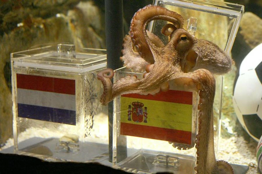 Liệu Paul có bị thay thế bằng con bạch tuộc khác? ẢNH: DAILY STAR