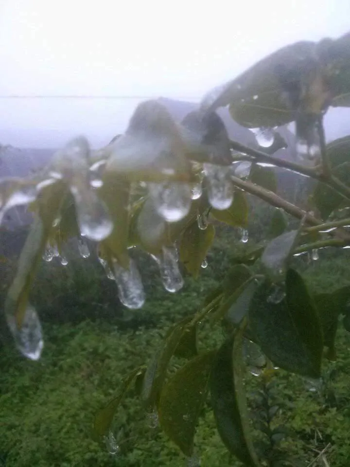 Xuất hiện băng giá ở miền Tây Nghệ An, người dân lo lắng ảnh 1 Xuất hiện băng giá ở miền Tây Nghệ An, người dân lo lắng ảnh 1