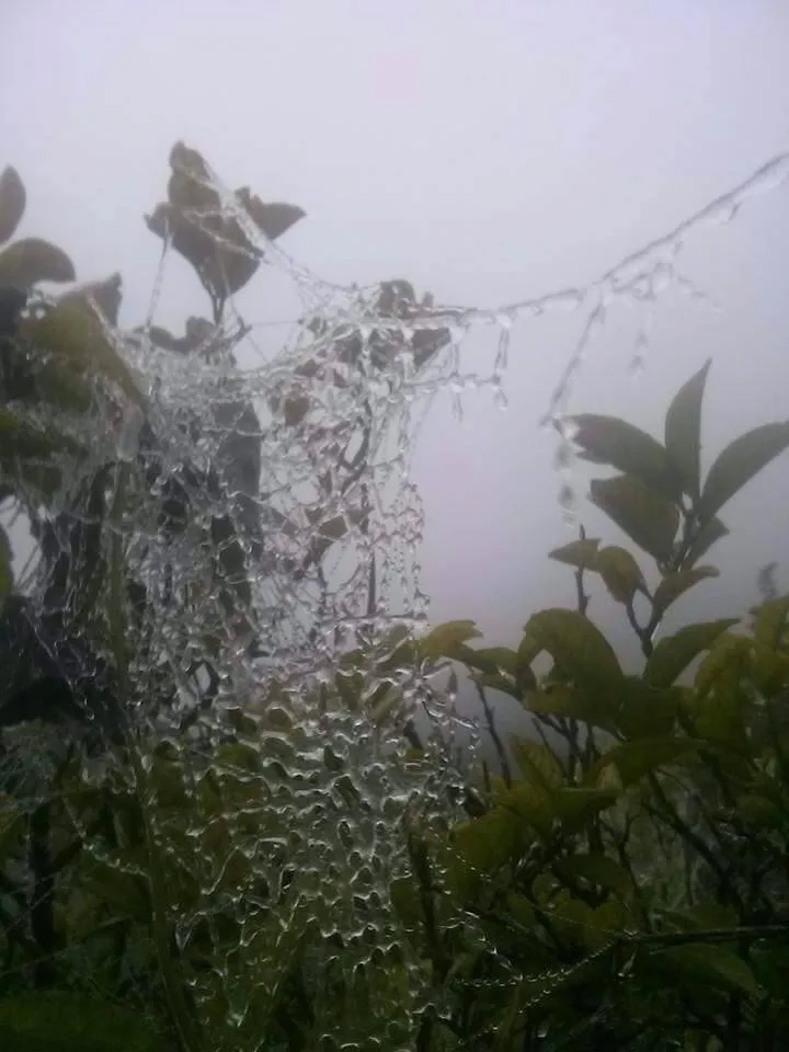 Xuất hiện băng giá ở miền Tây Nghệ An, người dân lo lắng ảnh 2 Xuất hiện băng giá ở miền Tây Nghệ An, người dân lo lắng ảnh 2