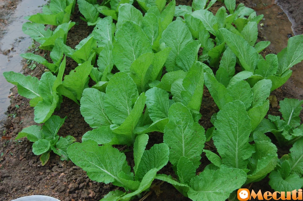 Chuyên gia hướng dẫn chọn rau, củ, quả an toàn ảnh 2