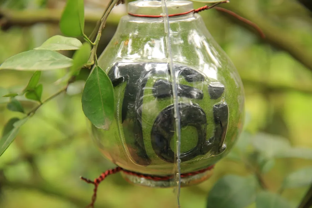 Để tạo ra một trái bưởi có hình chữ nổi, nhà vườn phải mất từ 4-5 tháng