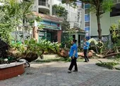 TP.HCM: Cây phượng trong trường bật gốc, 1 học sinh tử vong 
