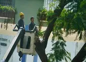 Cận cảnh gốc phượng trường Bạch Đằng vừa bị đốn hạ ảnh 4 Sau sự cố cây đổ, trường Bạch Đằng xử lý cây phượng còn lại