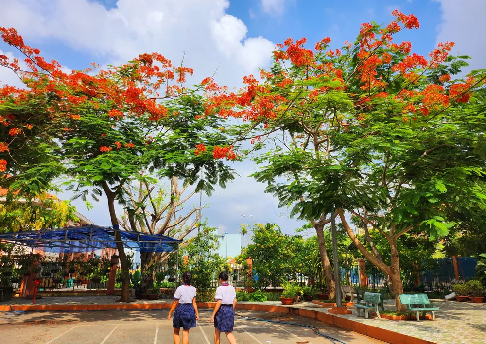 Trường THCS Tân Túc, Bình Chánh có khoảng 10 cây phượng lớn nhỏ, thời điểm này có 5 cây bung nở rực rỡ.