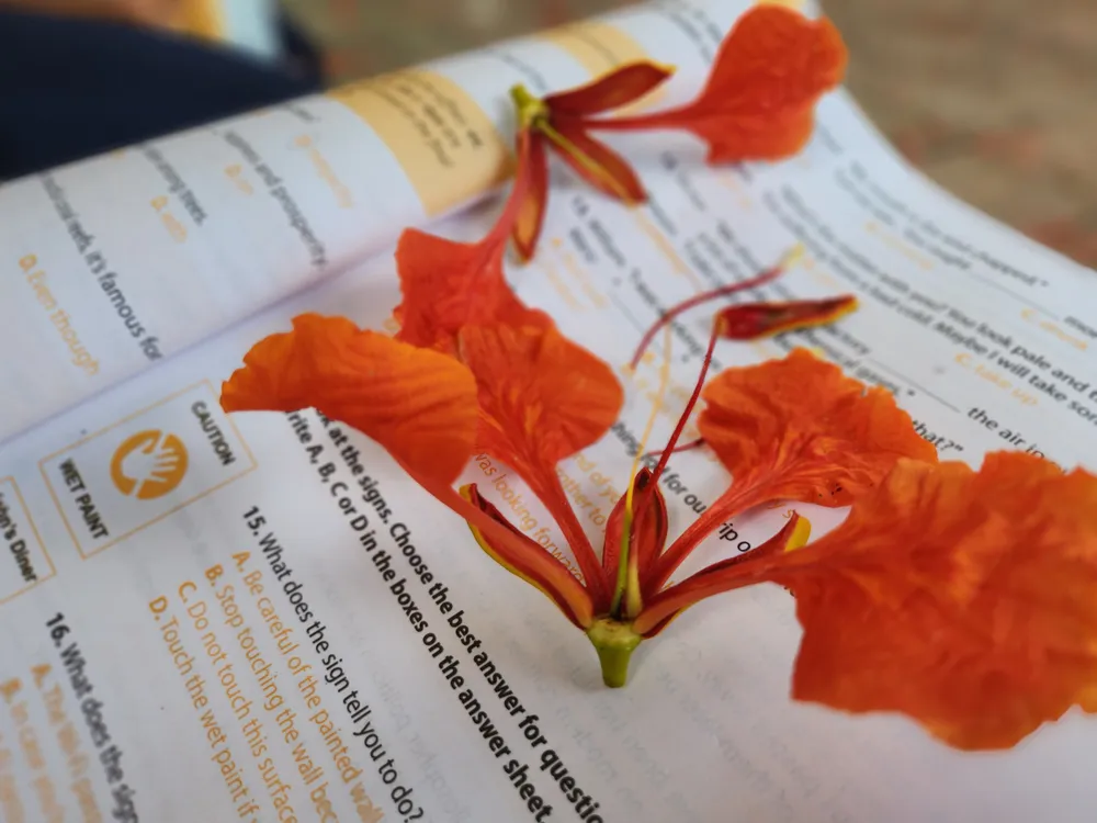 Đặt vào trang sách hay ép vào trang lưu bút để lưu giữ kỷ niệm.