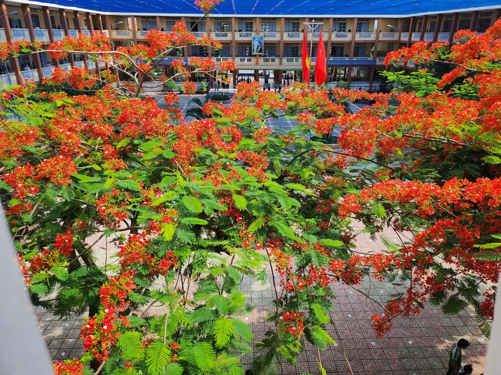 &quot;Sắp tới, tụi em sẽ chụp ảnh kỷ yếu dưới gốc phượng để lưu giữ kỷ niệm tuổi học trò&quot;- Bảo Thy nói.