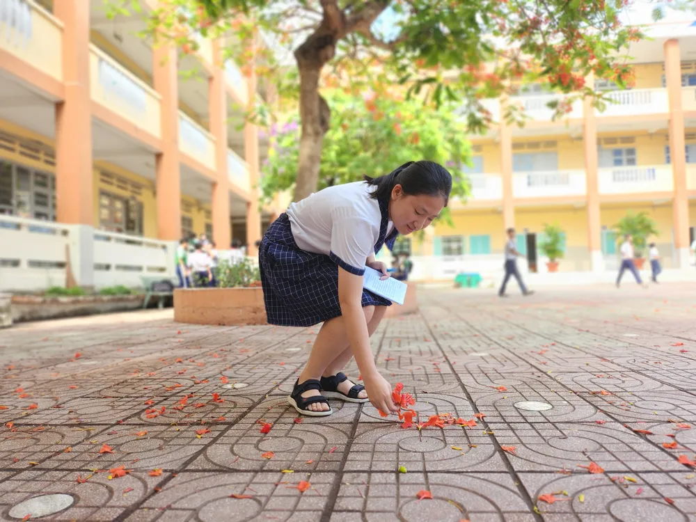 Cô học trò nhỏ nhặt cánh phượng rơi.