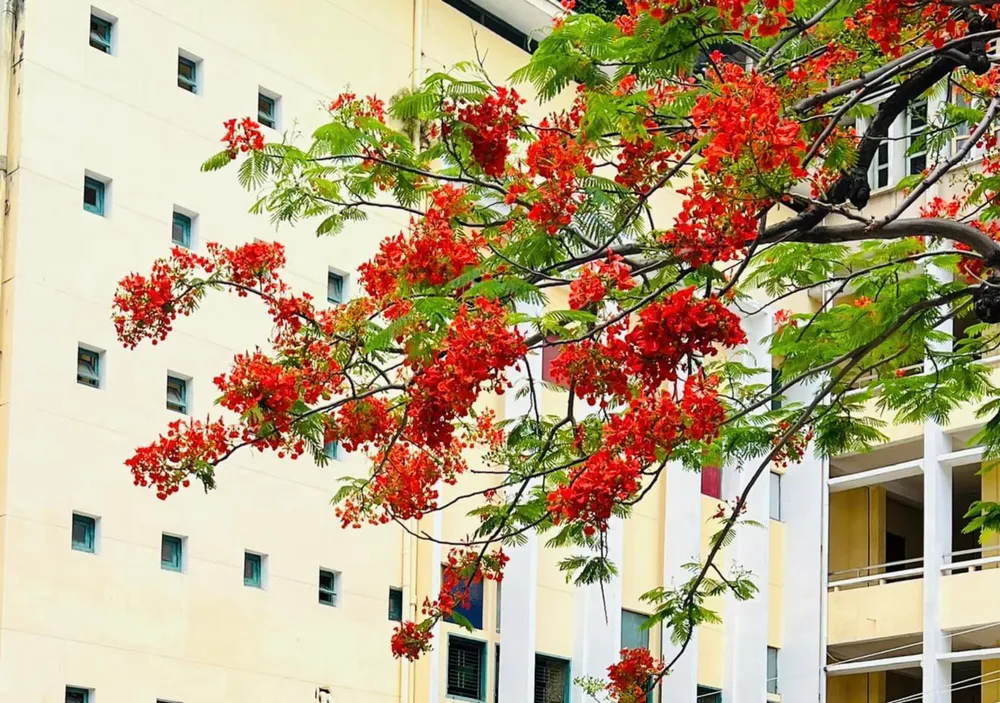 Hoa phượng tại cơ sở 1 của trường cũng rực rỡ không kém. Ảnh: KIM HIỆP