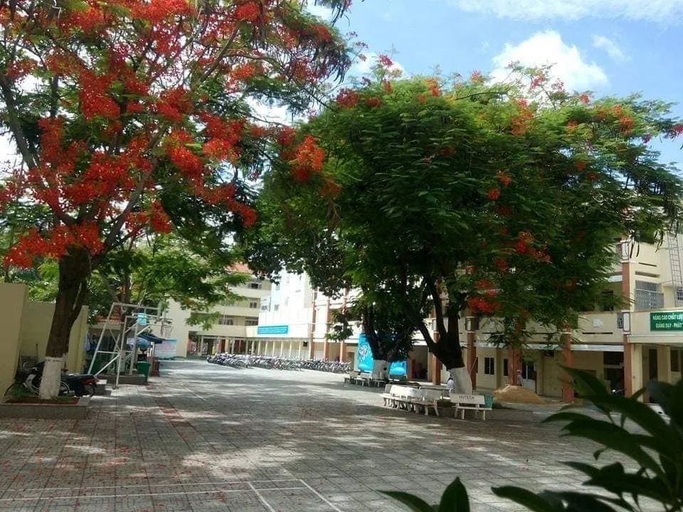 Mùa phượng cuối đã về trên khoảng sân trường đầy nắng. Ảnh: FANPAGE TRƯỜNG THPT PHAN ĐĂNG LƯU