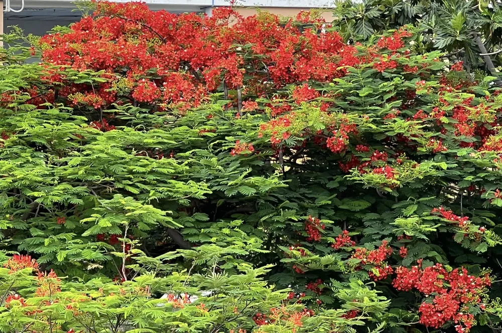 Tại Trường THPT chuyên Trần Đại Nghĩa, hoa phượng tại cơ sở 2 nở đỏ rực một góc trời. Ảnh: KIM HIỆP