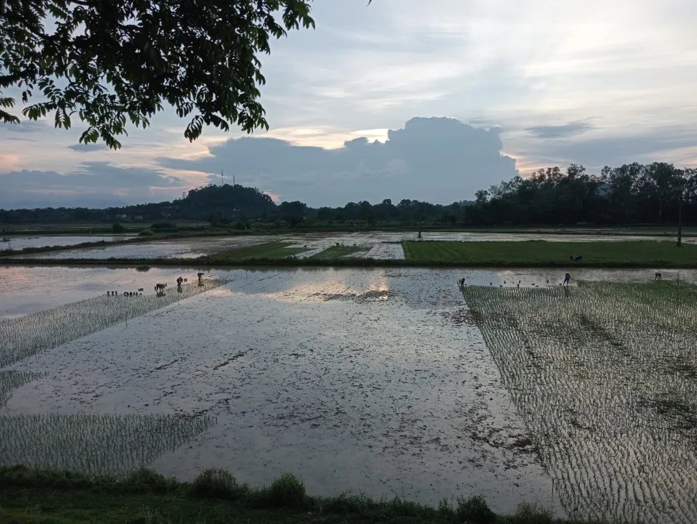 Mạ sau khi nhổ lên sẽ được đưa đi cấy. Bà con nông dân tranh thủ cấy đêm để đảm bảo sức khỏe và thời vụ.