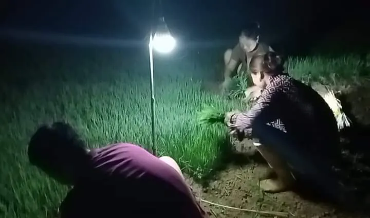 Đêm về trên cánh đồng, lấp lóa ánh đèn của những người đi nhổ mạ. Để có ánh sáng, mọi người sử dụng đèn tích điện. Loại đèn này có thể chiếu sáng được 3 -4 tiếng. Người dân ưa chuộng sử dụng đèn này do trong khu vực thường xuyên bị cắt điện.