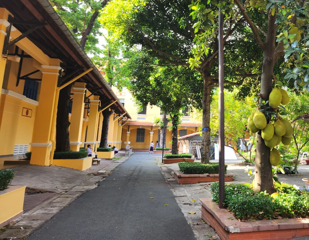 Bên cạnh những cây cổ thụ, trường còn trồng thêm những cây ăn quả như cây mít.