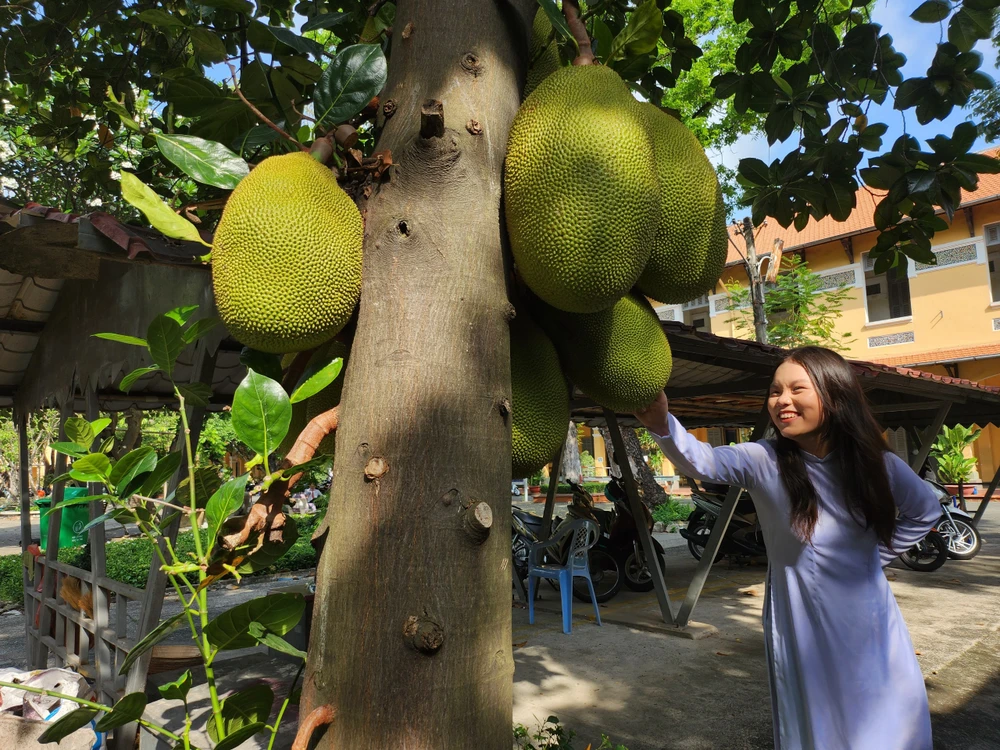 Cây trĩu quả khiến nữ sinh Minh Khai thích thú khám phá