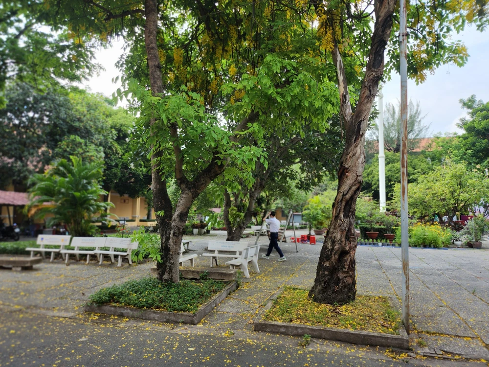 Trong trong sân trường có khoảng 38 cây lâu năm, chủ yếu nhạc ngựa, lim sét, phi lao, bã đậu, viết, bò cạp nước, kim giao, điệp vàng.