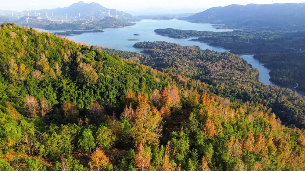 Rừng cây phong hương chuyển màu rực rỡ bên hồ Rào Quán những ngày cuối năm. Ảnh CTV.jpg