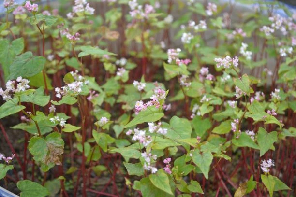 Hoa Tam giác mạch nở rộ vào khoảng tháng 11 hàng năm. 