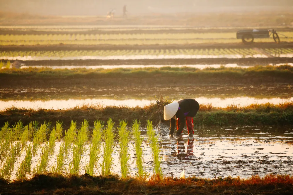 Người dân Hải Dương cấy lúa vào sáng sớm. Ảnh: HOÀNG KHÁNH Người dân Hải Dương cấy lúa vào sáng sớm. Ảnh: HOÀNG KHÁNH