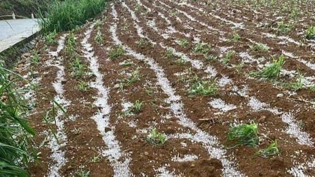 Mưa đá xuất hiện ở Cao Bằng. Ảnh: MXH