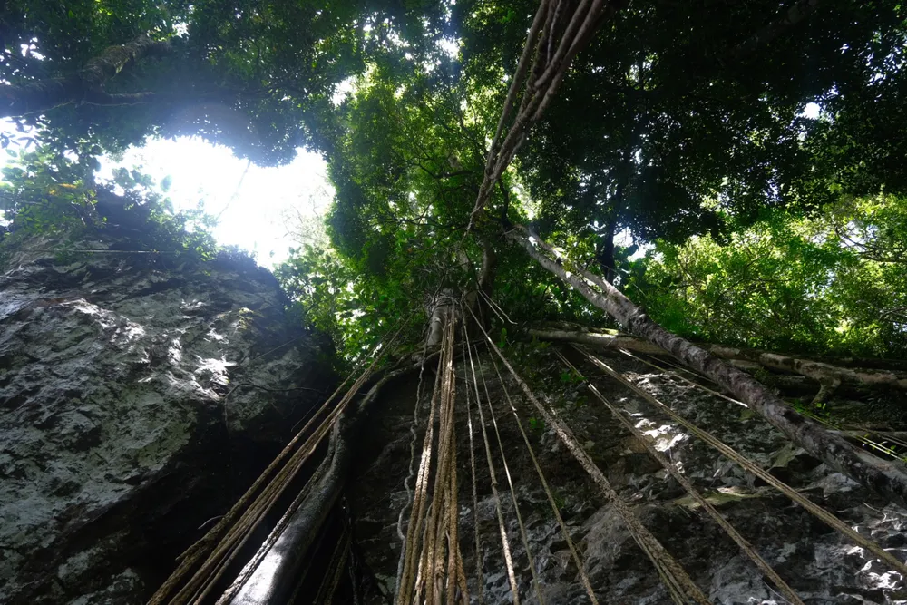 Vẻ đẹp của khu rừng nơi đây.