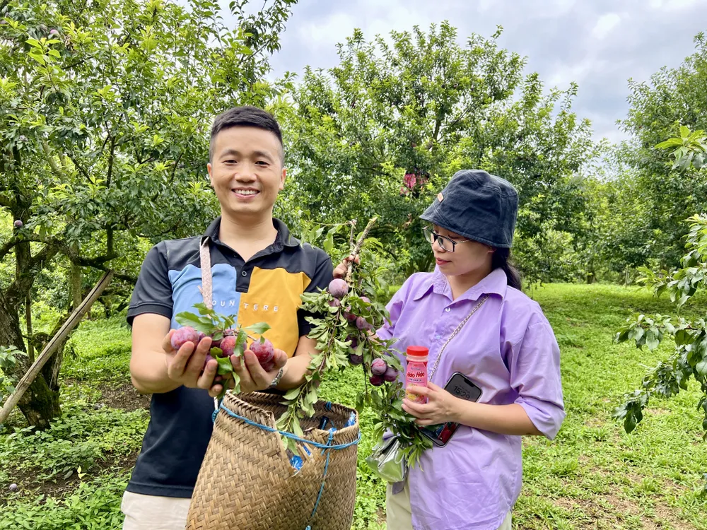 vườn mận Mộc Châu