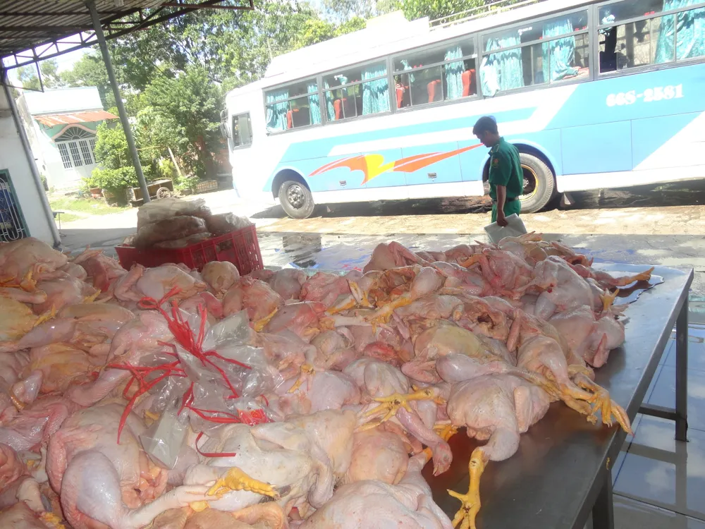 Gần Tết: Hạt dưa, hướng dương... lậu lại tung hoành ảnh 1