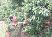 Lý do vải Lục Ngạn được bảo hộ chỉ dẫn địa lý tại Nhật ảnh 2 'Tôi rất muốn người Nhật được ăn quả vải đặc sản Bắc Giang'