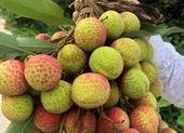 Trái vải thiều nổi tiếng Thanh Hà lần đầu tiên sang châu Âu ảnh 2 Đặc sản vải thiều Hải Dương, Bắc Giang sắp lên chợ online