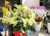 Thiếu hoa tết vì nhà vườn không dám trồng? ảnh 3 Hoa tết Việt Nam hạ đo ván hoa Trung Quốc