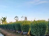 Thịt heo, hoa các loại tăng giá mạnh vào ngày 28 Tết ảnh 6 Thiếu hoa tết vì nhà vườn không dám trồng?