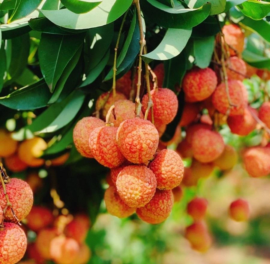 Chất lượng trái vải thiều Bắc Giang năm 2022 dự báo ngon nhất từ trước tới nay. ẢNH: Sở Công thương tỉnh Bắc Giang