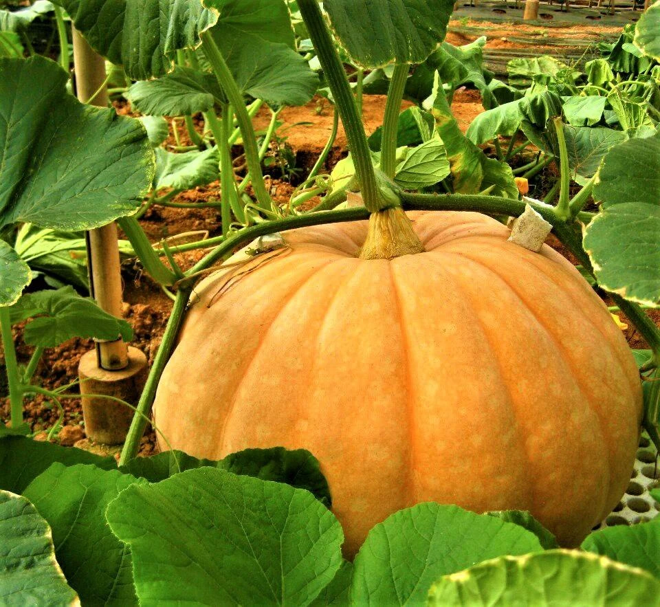 Bí ngô có trọng lượng 100kg