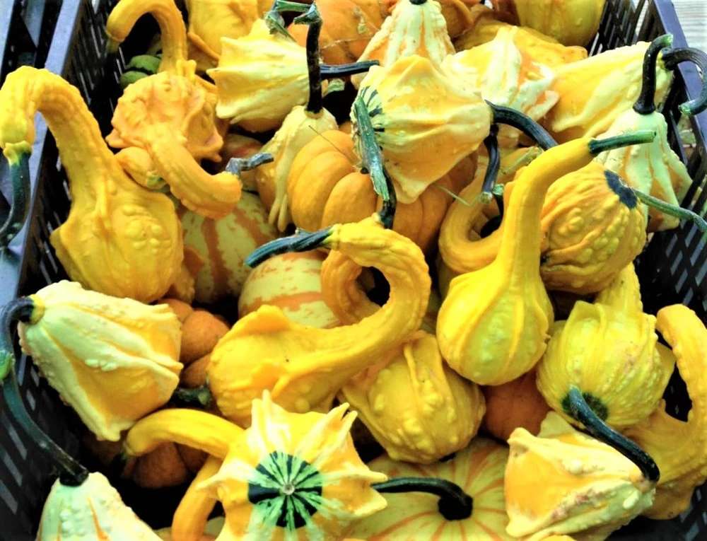 Bí ngô thiên nga màu vàng