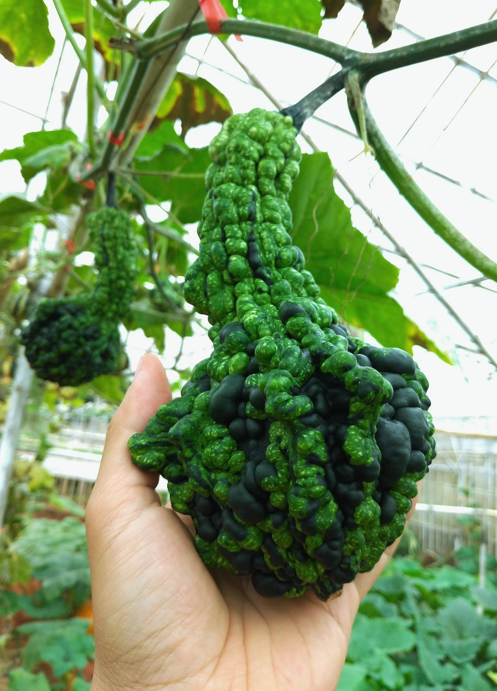 Bí ngô thiên nga màu xanh