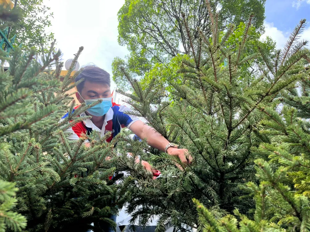 Nhân viên đang chăm sóc cây thông tươi nhập khẩu từ Nga tại điểm bán quận 3, TP.HCM. Ảnh: TU.