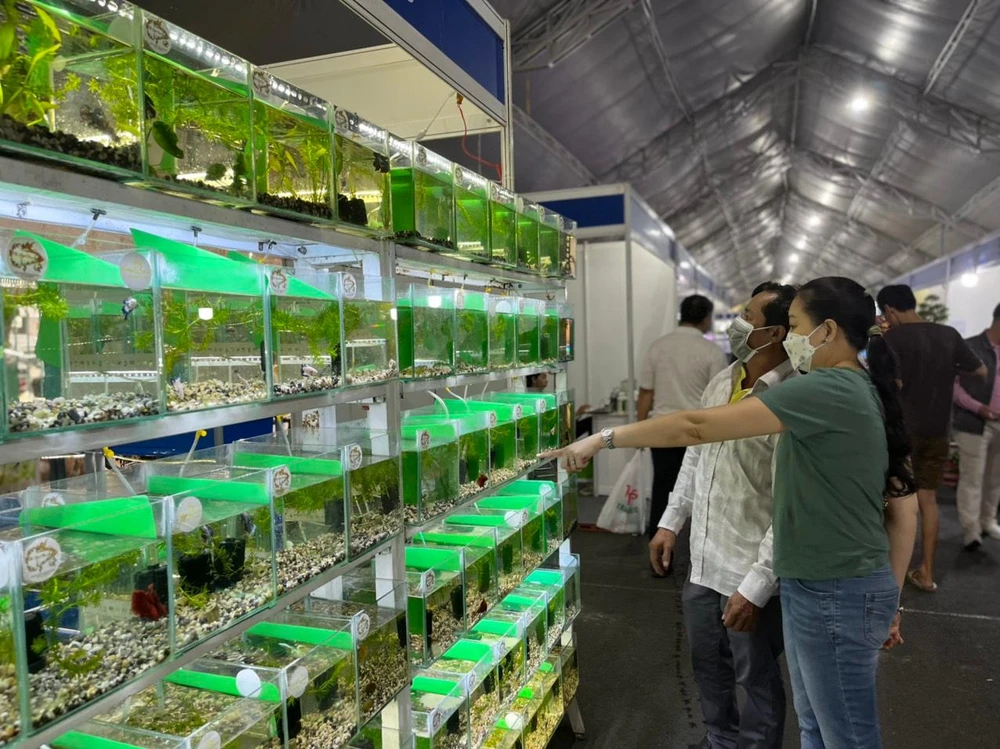 Cá cảnh có giá từ vài chục đến vài trăm ngàn đồng thu hút khách tham quan