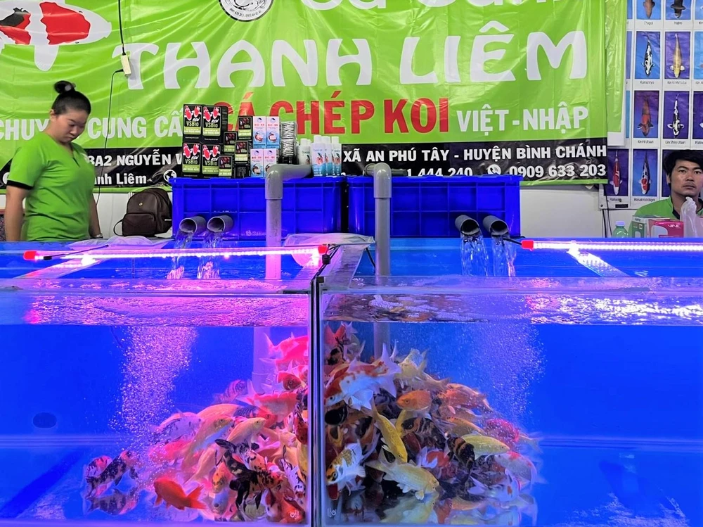 Cá chép koi được giới thiệu tại triển lãm