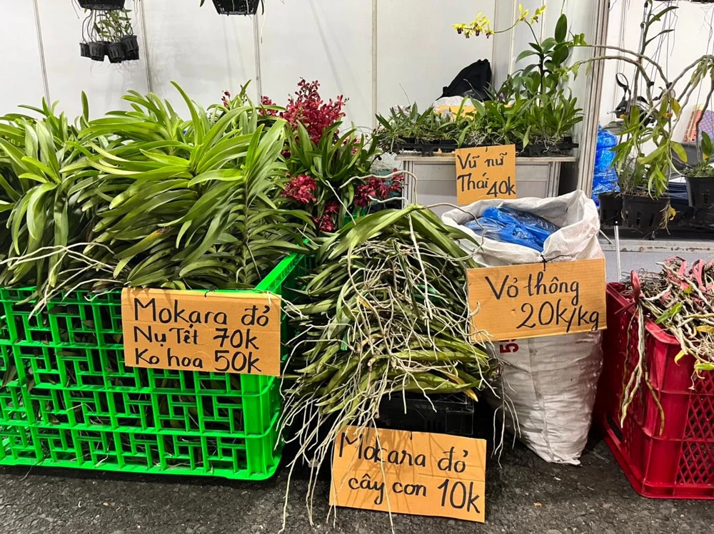 Các gian hàng bày bán giống các loại người dân tha hồ chọn mua về tự tay chăm sóc