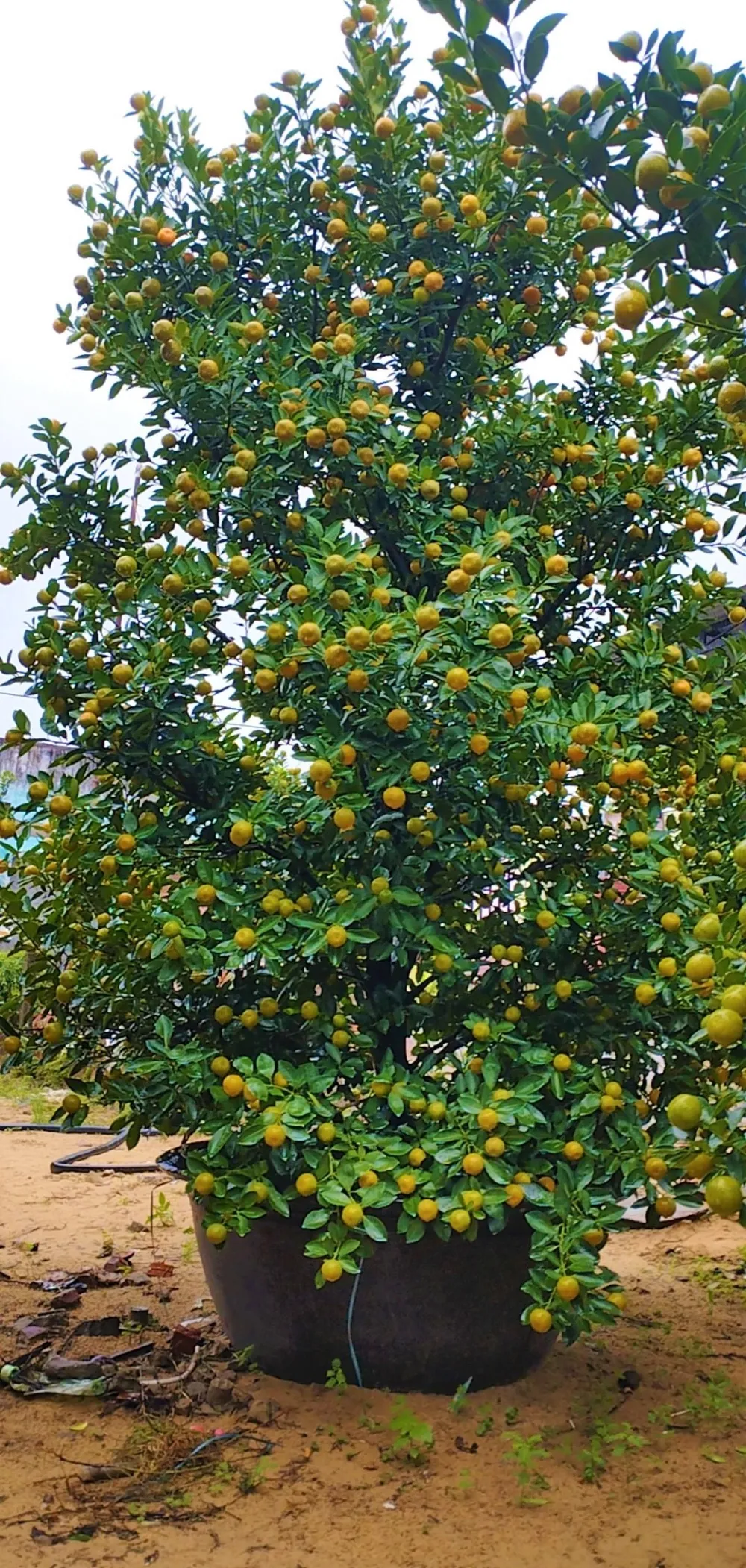 Chậu quất cảnh Hội An có giá 15 triệu đồng