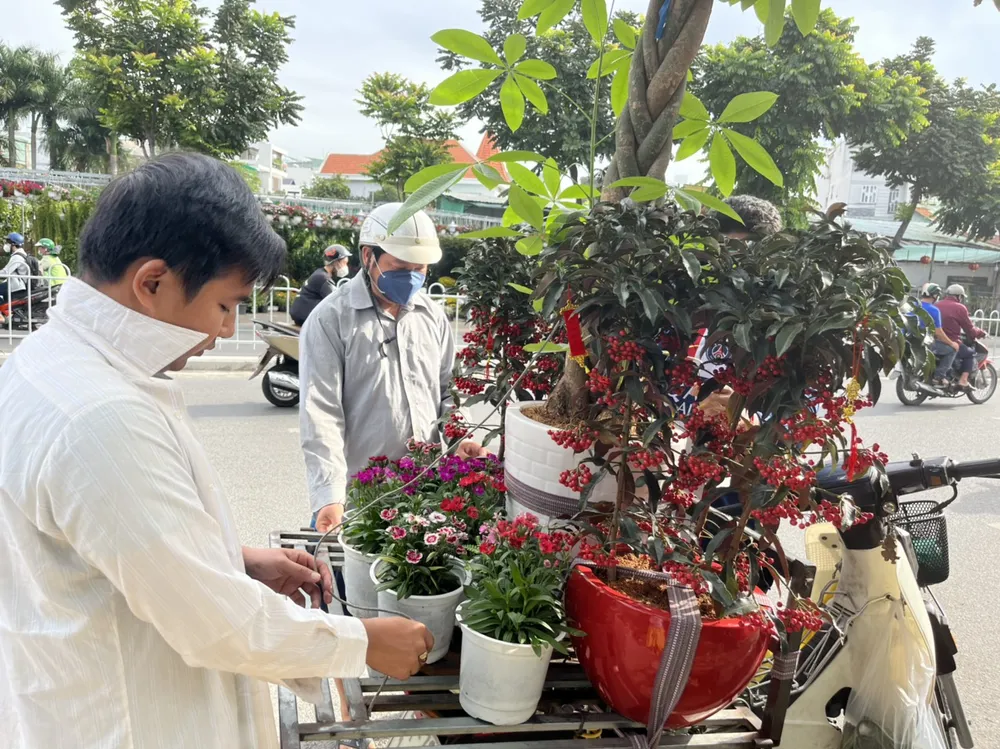 Cây kim ngân lượng đang chuẩn bị giao đến cho khách hàng