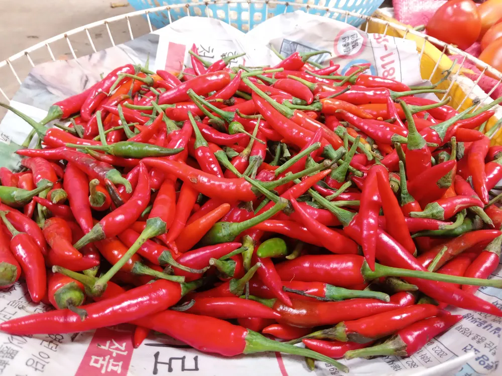 Hiện tại, ớt chỉ còn trong danh mục kiểm soát tại cửa khẩu EU với tần suất kiểm tra chất lượng 50%. Ảnh minh họa: TÚ UYÊN